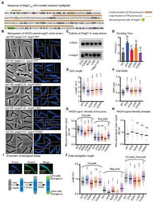 Polar protein Wag31 both activates and inhibits cell wall metabolism at the poles and septum